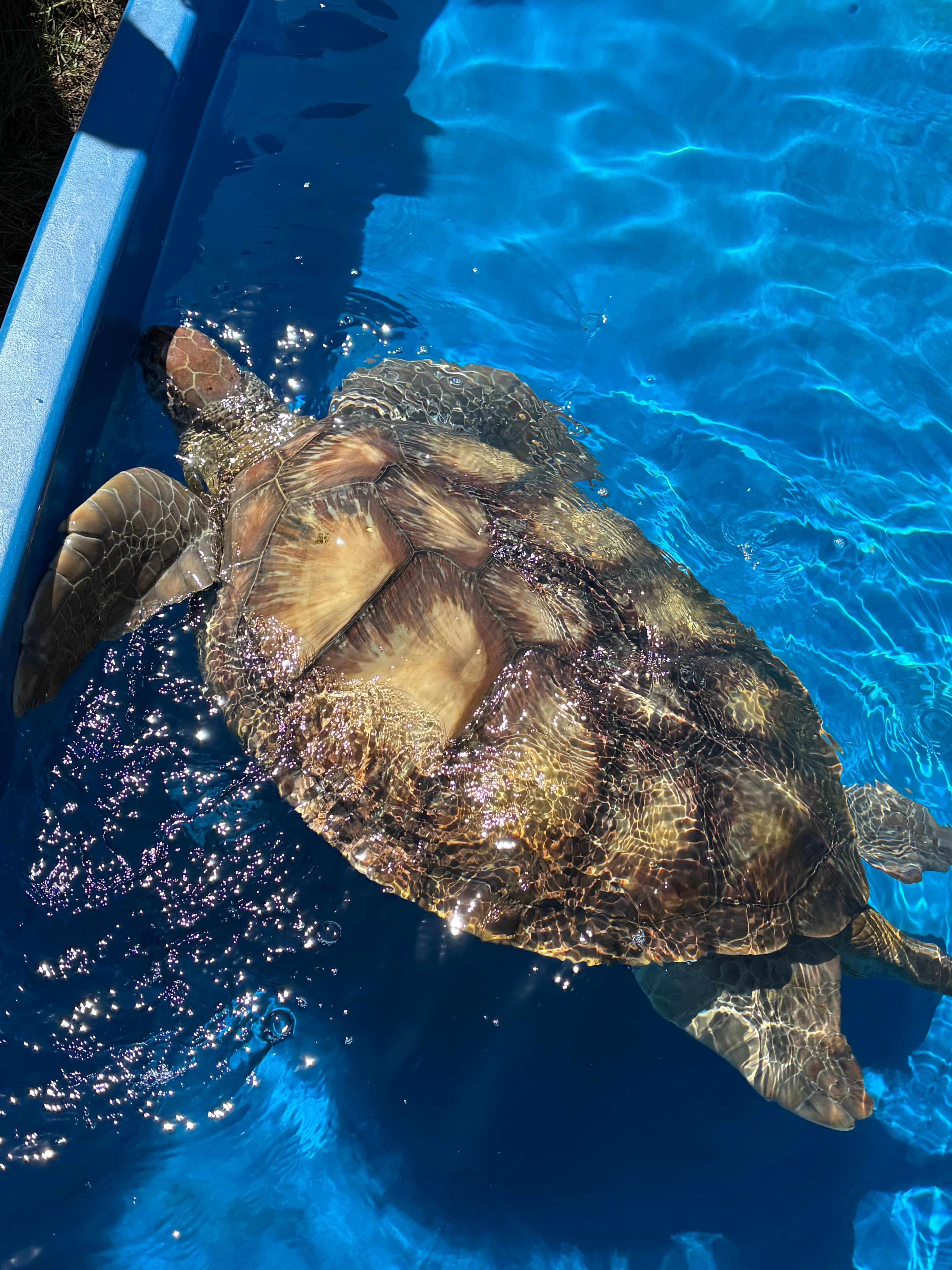 big turtle swimming in a tank.