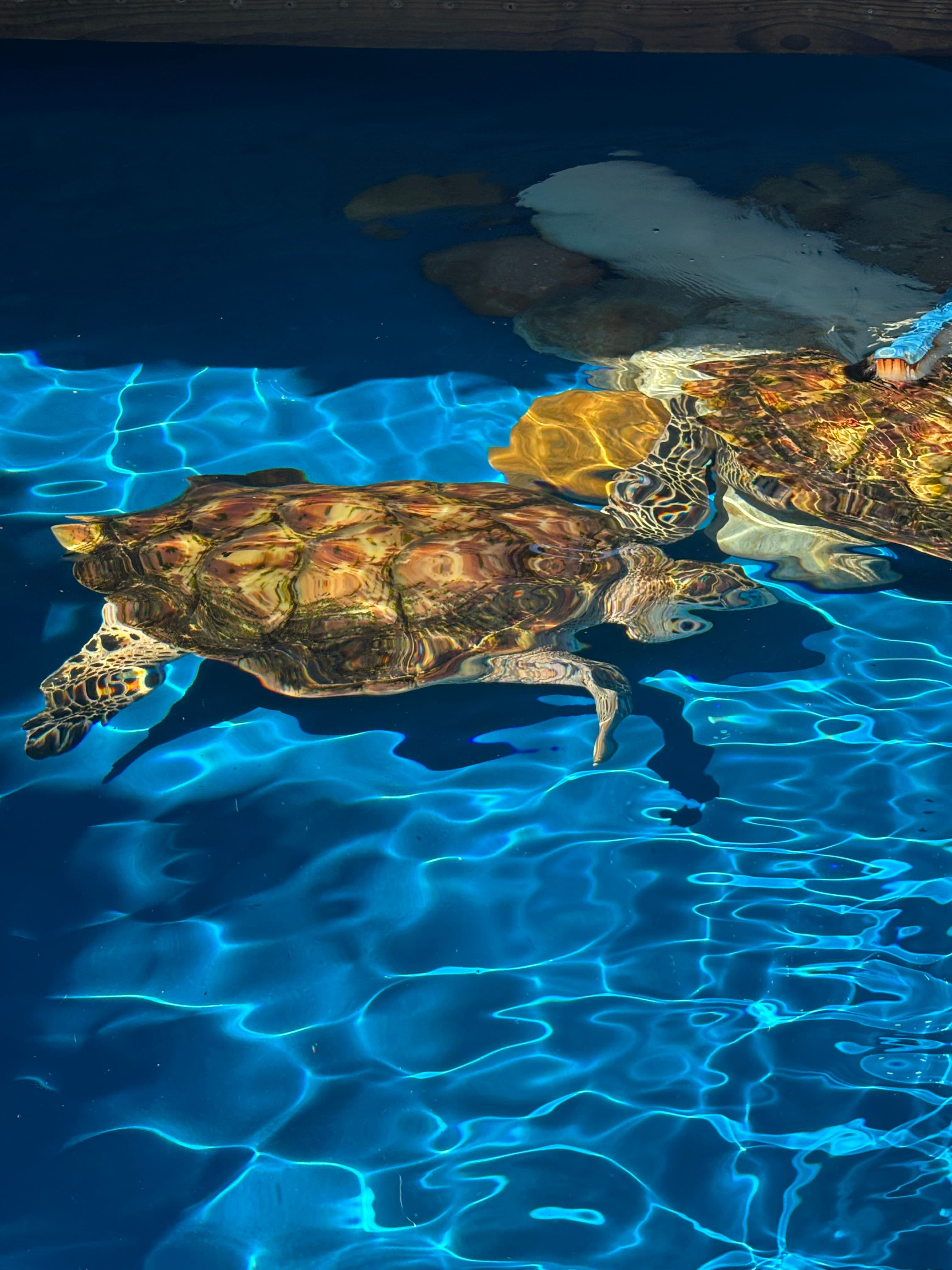 Two turtles swimming in a tank.